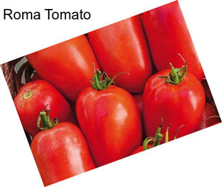 Roma Tomato