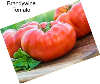 Brandywine Tomato