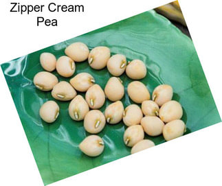 Zipper Cream Pea