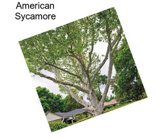 American Sycamore