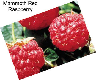 Mammoth Red Raspberry