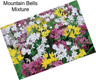 Mountain Bells Mixture
