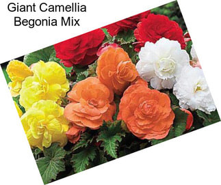 Giant Camellia Begonia Mix