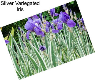 Silver Variegated Iris