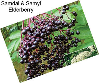 Samdal & Samyl Elderberry