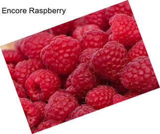 Encore Raspberry