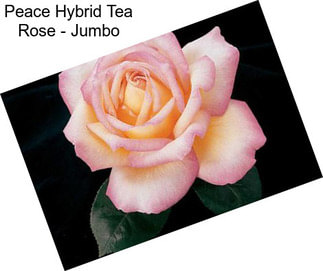 Peace Hybrid Tea Rose - Jumbo