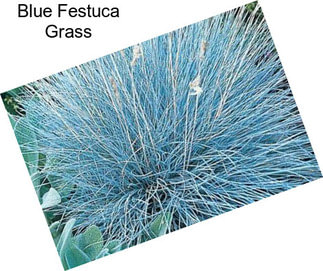 Blue Festuca Grass