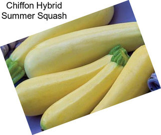 Chiffon Hybrid Summer Squash