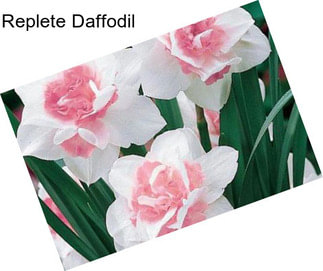 Replete Daffodil