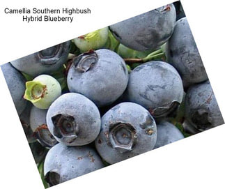 Camellia Southern Highbush Hybrid Blueberry