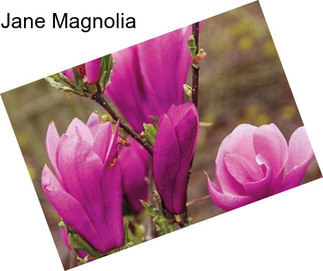 Jane Magnolia