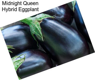 Midnight Queen Hybrid Eggplant