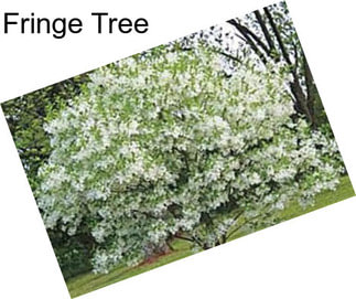 Fringe Tree