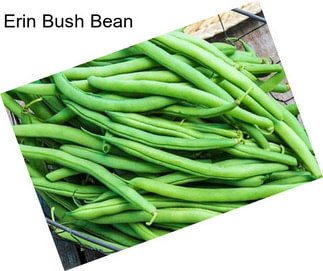 Erin Bush Bean