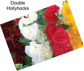 Double Hollyhocks