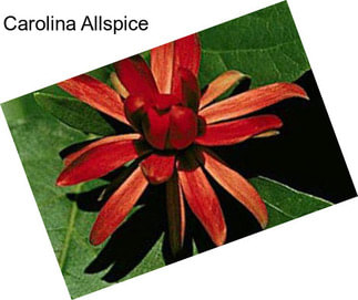 Carolina Allspice