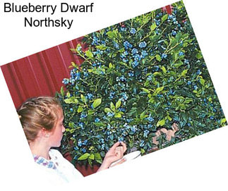 Blueberry Dwarf Northsky