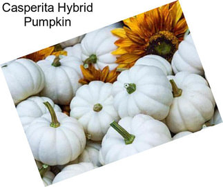Casperita Hybrid Pumpkin