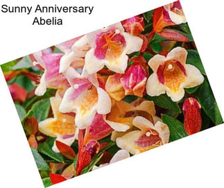 Sunny Anniversary Abelia