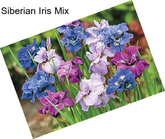 Siberian Iris Mix