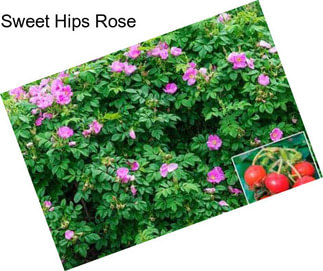 Sweet Hips Rose