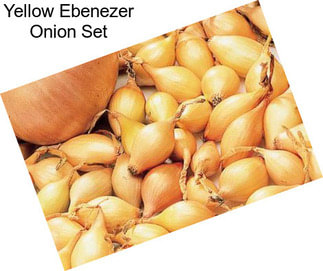 Yellow Ebenezer Onion Set