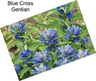 Blue Cross Gentian