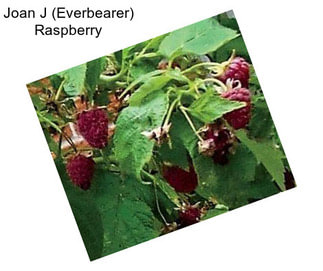 Joan J (Everbearer) Raspberry
