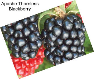 Apache Thornless Blackberry