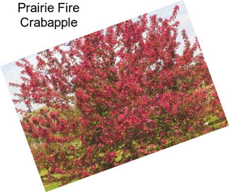 Prairie Fire Crabapple