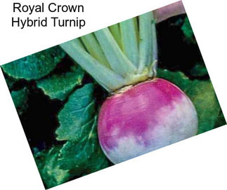 Royal Crown Hybrid Turnip