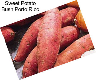 Sweet Potato Bush Porto Rico