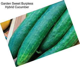 Garden Sweet Burpless Hybrid Cucumber