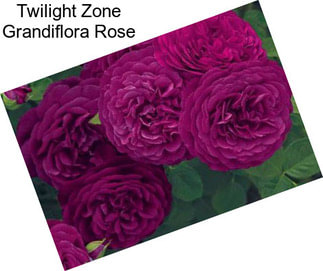 Twilight Zone Grandiflora Rose