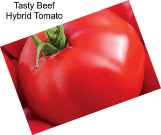 Tasty Beef Hybrid Tomato