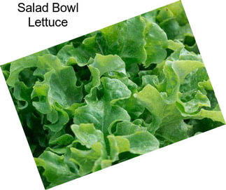 Salad Bowl Lettuce