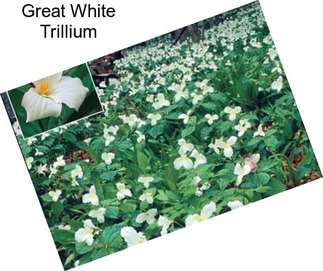Great White Trillium