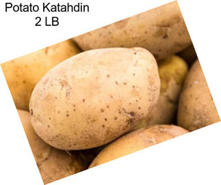 Potato Katahdin 2 LB