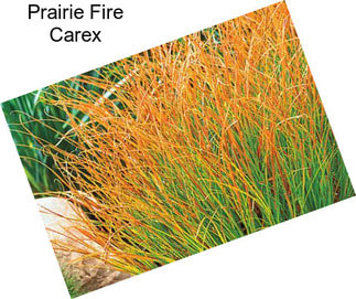 Prairie Fire Carex