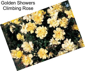 Golden Showers Climbing Rose