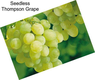 Seedless Thompson Grape