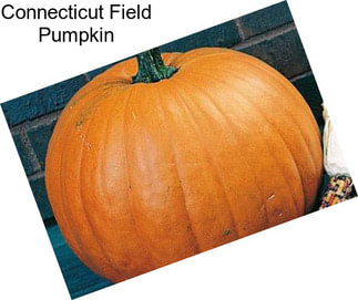 Connecticut Field Pumpkin