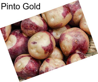 Pinto Gold