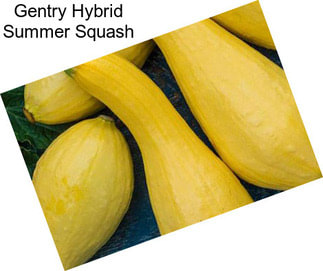 Gentry Hybrid Summer Squash
