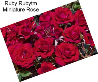 Ruby Rubytm Miniature Rose