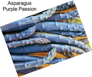 Asparagus Purple Passion