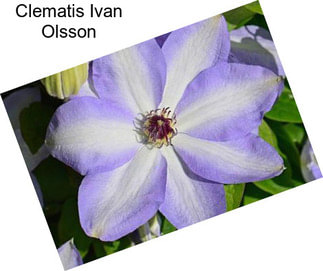 Clematis Ivan Olsson