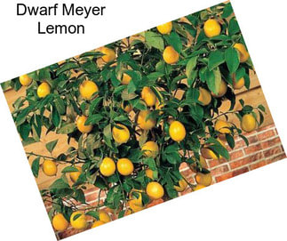 Dwarf Meyer Lemon