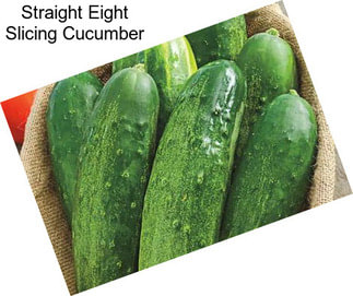 Straight Eight Slicing Cucumber